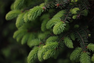 Young coniferous tree in the summer. Close-up picture.