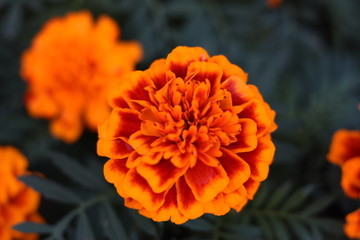 orange flower
