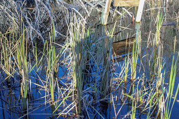 reeds in water