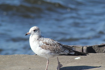 Seagull