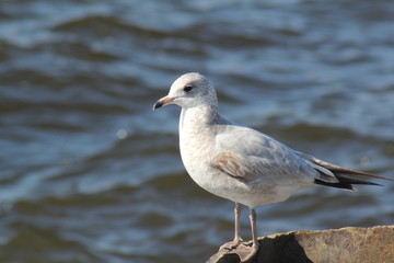 Seagull