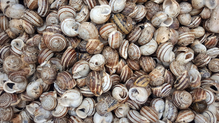 Raw snails in shells alive for sale