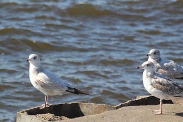 Seagull