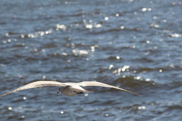 Seagull