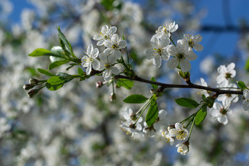 white flowers in spring,Cherry branch with blooming white flowers