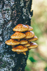 Pholiota aurivella mushrooms on a birch