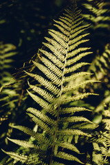 Autumn fern leaves in forest