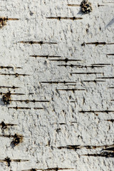 Detail of Paper Birch tree bark