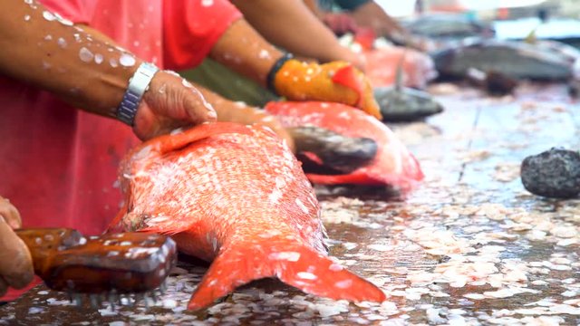 Males preparing fish for market Nuku Hiva Marquesas 