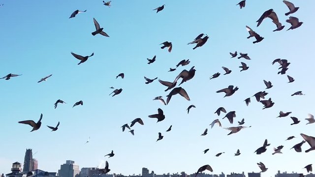 Pigeons flying in a pack on Hudson River Facing New York City