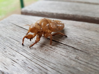 Cicadas in summer in the park