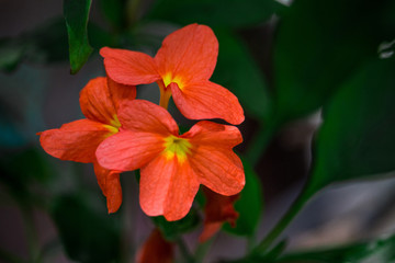 Fototapeta premium Orange flower with green leaves