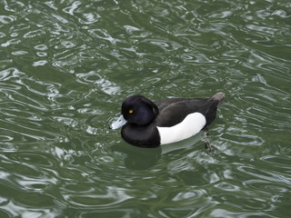 Tufted duck in the water