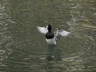 tufted duck in the water