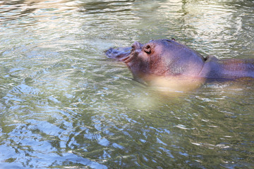Fototapeta premium hippopotamus in water