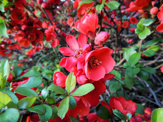 Chaenomeles superba at the time of flowering. Spring
