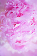 Large fresh opened peony flowers. Close-up pink flower petals and beautiful soft bokeh. 