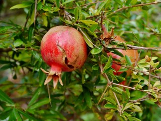 Granatapfel im Baum