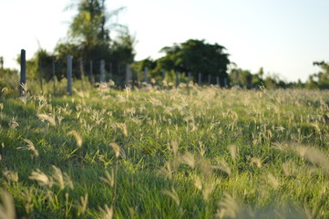 Campo