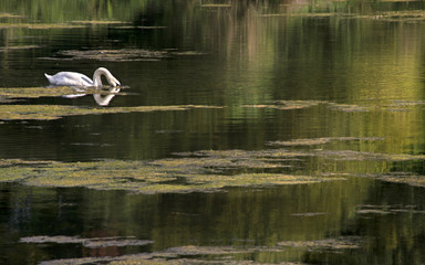 white Swan Swims on a calm Lake During a hot summer's afternoon 