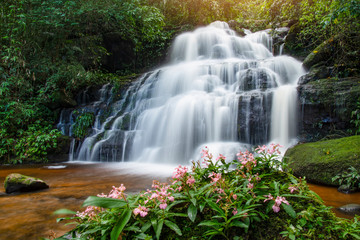 Tropical forest jungle river stream waterfall mountain landscape nature plant and Pink Habenaria rhodocheila at phetchabun waterfall