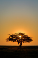 Fototapeta na wymiar Sunrise over the lonely tree at the south cape of Öland