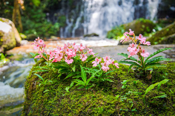 Pink flower growing on the rock with green mos fern and waterfall stream river background / Pink...