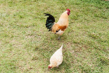 farm animals, rooster and hen in natural environment
