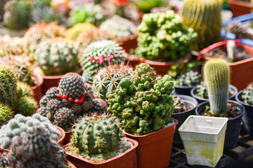 Miniature succulent plant various types beautiful / Succulent plant garden mix of collection set in pot decorate home