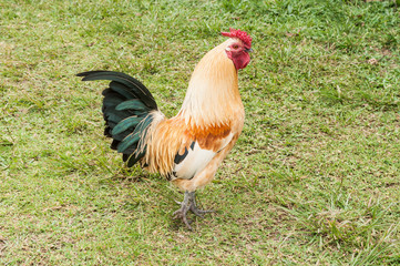farm animals, rooster in natural environment