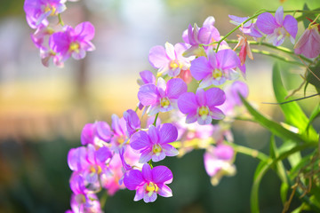 Orchid pink purple flower blur autumn beautiful yellow nature colorful background