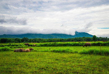 Obraz premium Buffalo on field / Asian buffalo lying and grazing green grass on the field nature mountain background