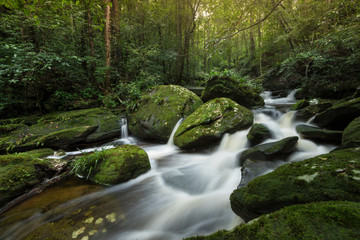 Rock stream mountain river waterfall green forest - Landscape nature plant tree rainforest jungle small waterfall