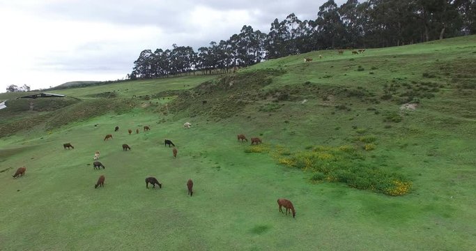 A Herd of Alpacas and Llamas Graze in the Field