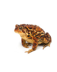 brown and yellow toad frog on white background