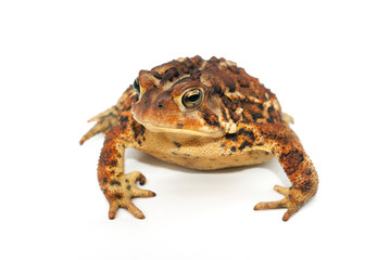 brown and yellow toad on white background with light shadow