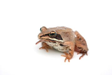 Fototapeta premium brown frog black eyes isolated on white background with light shadow