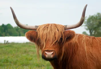 Gordijnen cow with long horns and brown shaggy © Jacques Durocher