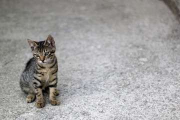 Cute brown tabby kitten sitting in a yard. Selective focus.