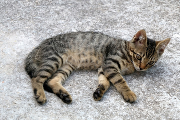 Cute brown tabby kitten sitting in a yard. Selective focus.