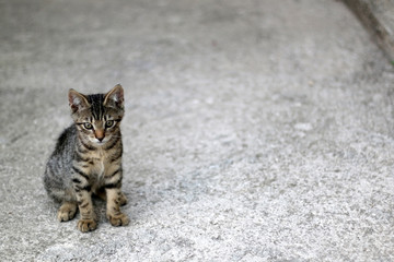 Cute brown tabby kitten sitting in a yard. Selective focus.