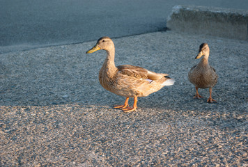 ducks walk on concrete city birds wildlife