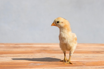 Little yellow chick on wooden table