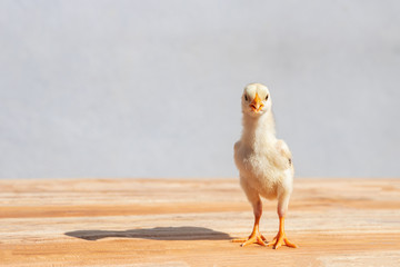 Little yellow chick on wooden table