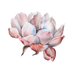 Flower of a tea rose. Isolated on white background. 