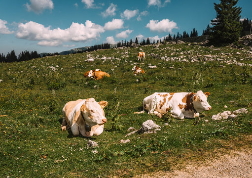 Group of cows sitting in field against cloudy sky