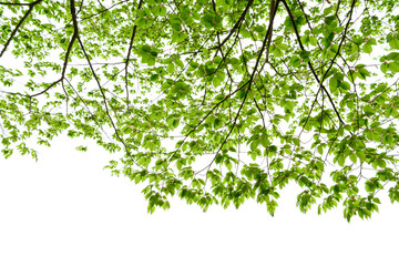 Obraz premium 新緑