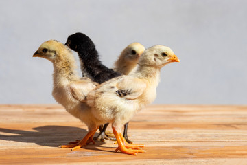 Newborn chicks on wooden table