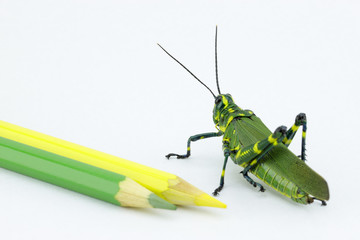 The soldier grasshopper or little Brazilian grasshopper (Chromacris speciosa), a species that represents the green and yellow, preponderant colors of the Brazilian flag.