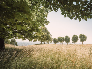 tree in the field